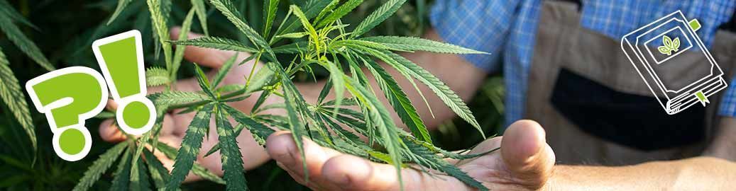 Welche Cannabis-Pflanze passt zu mir? 