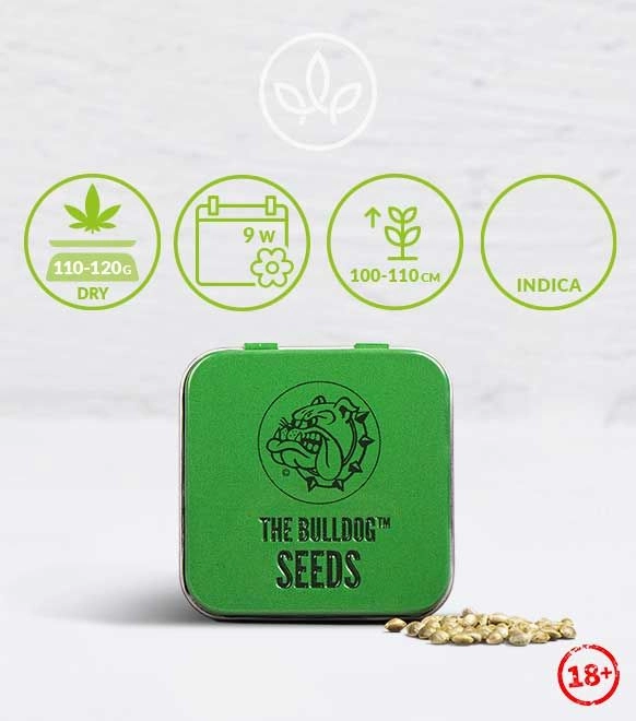 The Bulldog Amsterdam