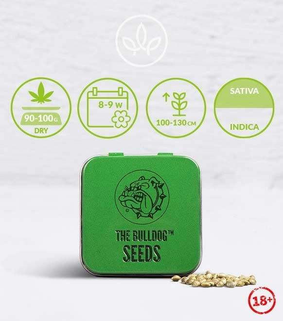 The Bulldog Amsterdam
