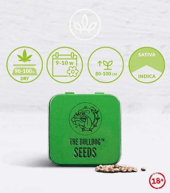 The Bulldog Amsterdam