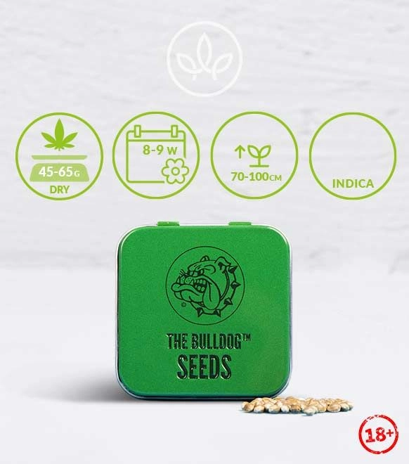 The Bulldog Amsterdam
